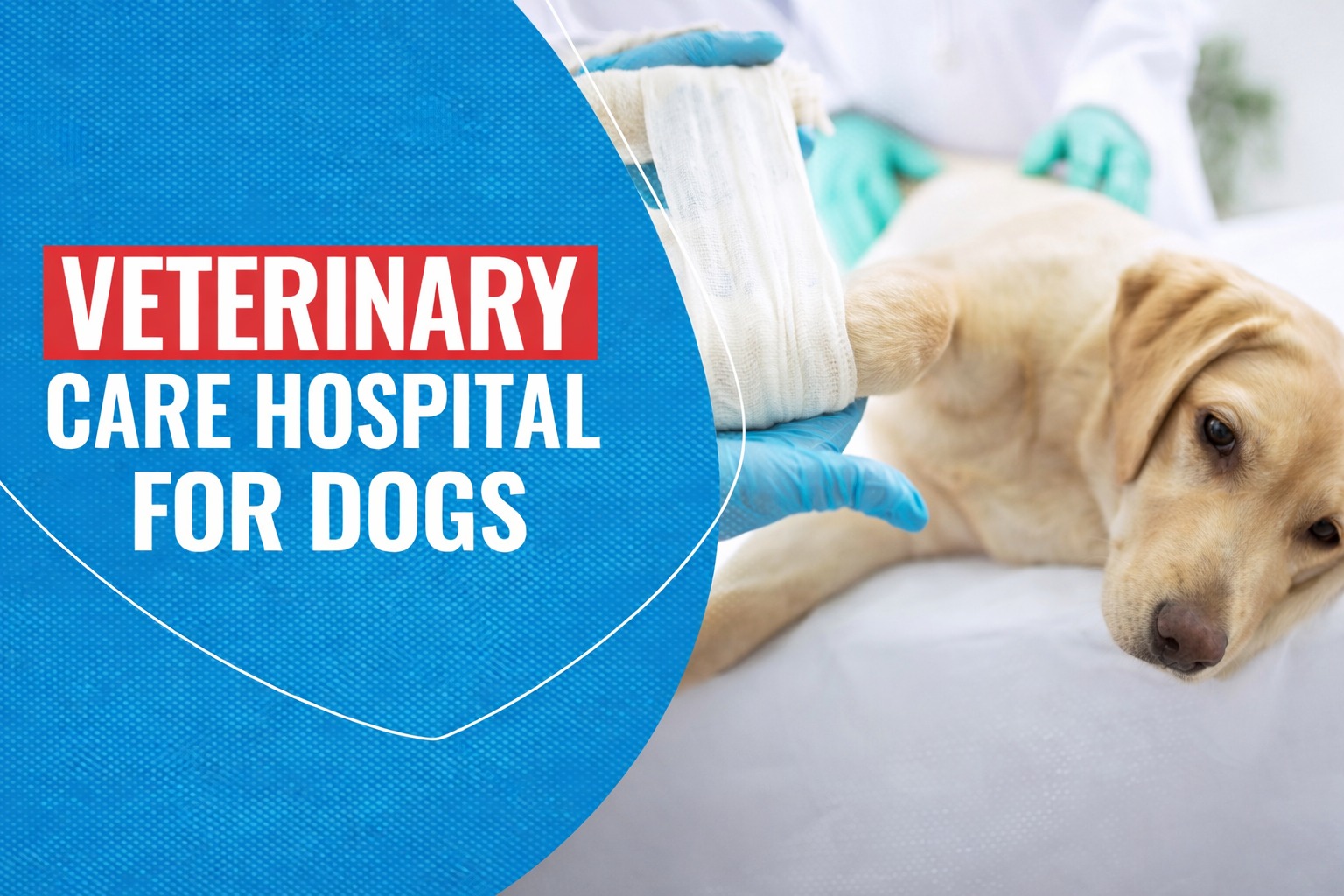 Emergency Veterinary Hospital in Gurgaon  | CGS Hospital
